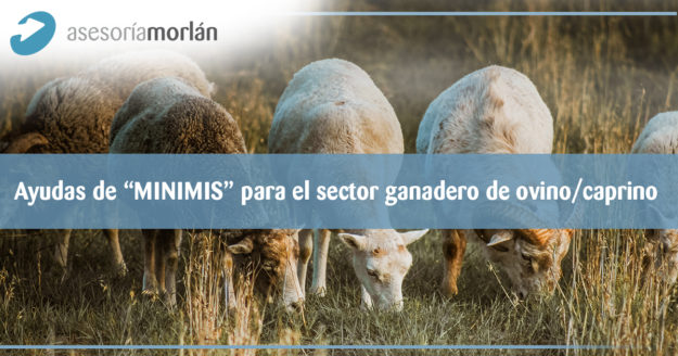 Ayudas de "MINIMIS"